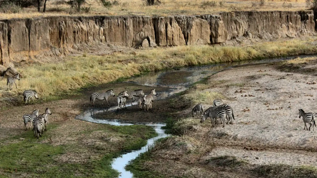 Mikumi National Park