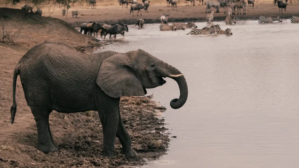 Mikumi National Park