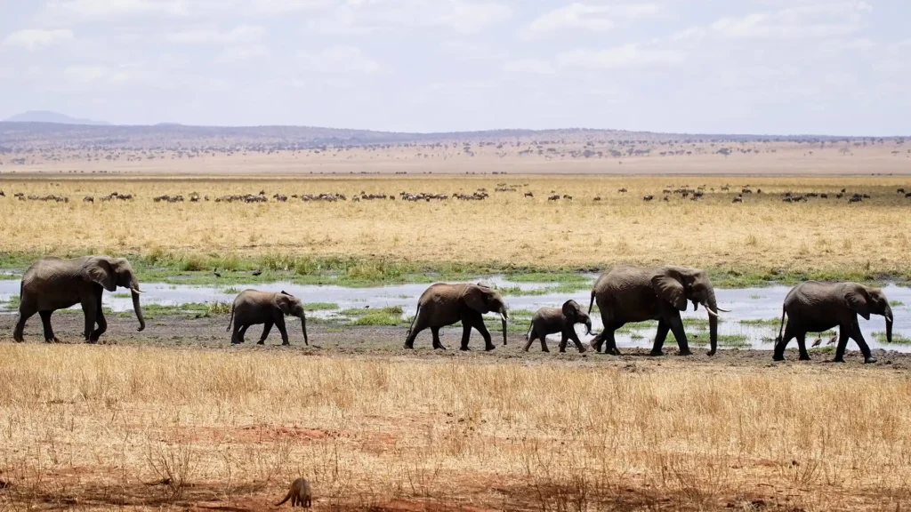 Mikumi National Park