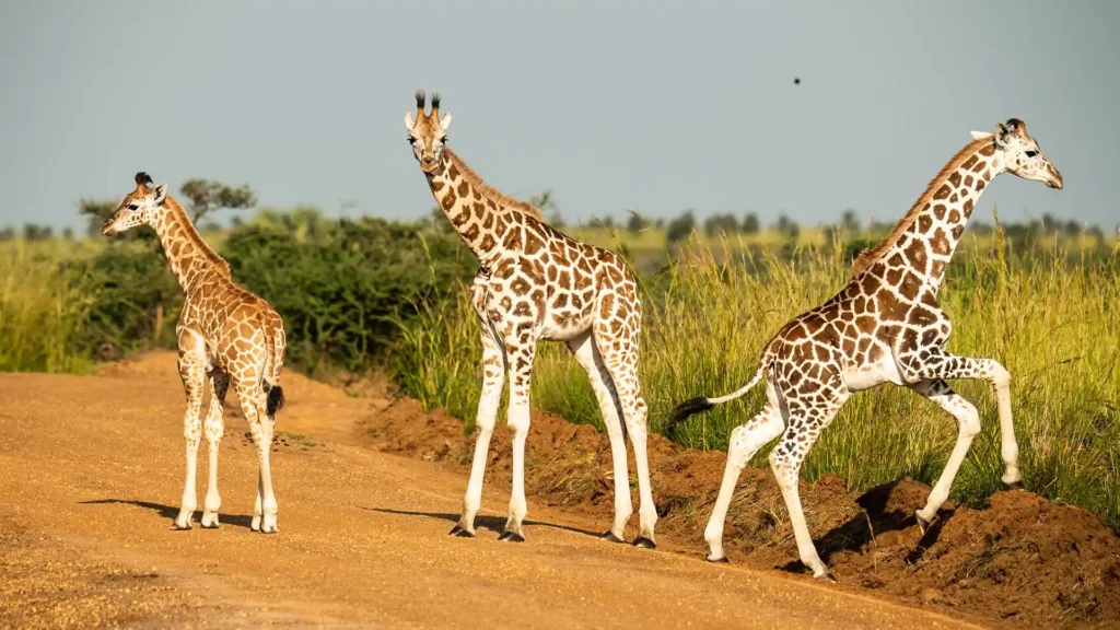 Murchison Falls National Park