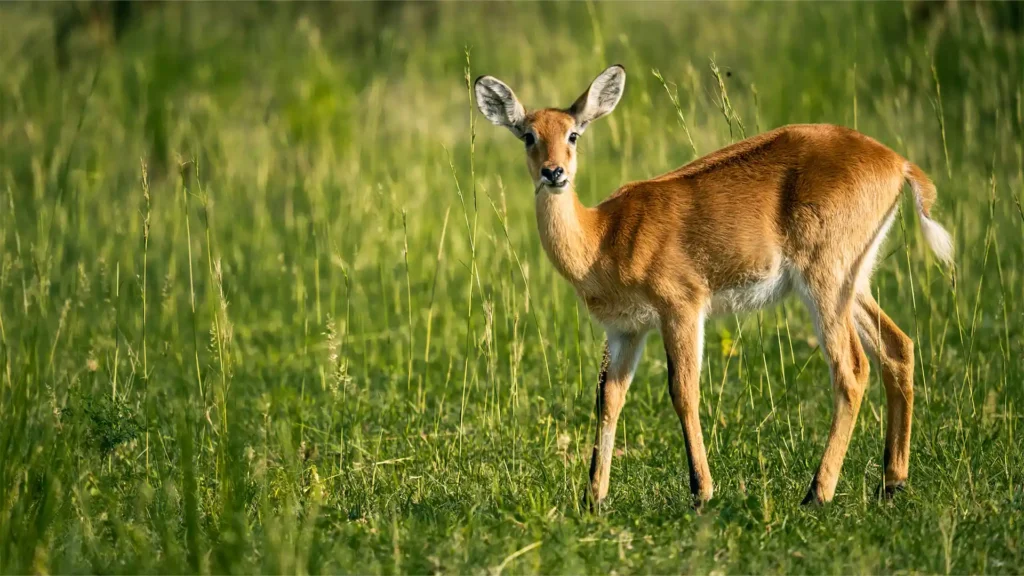 Murchison Falls National Park