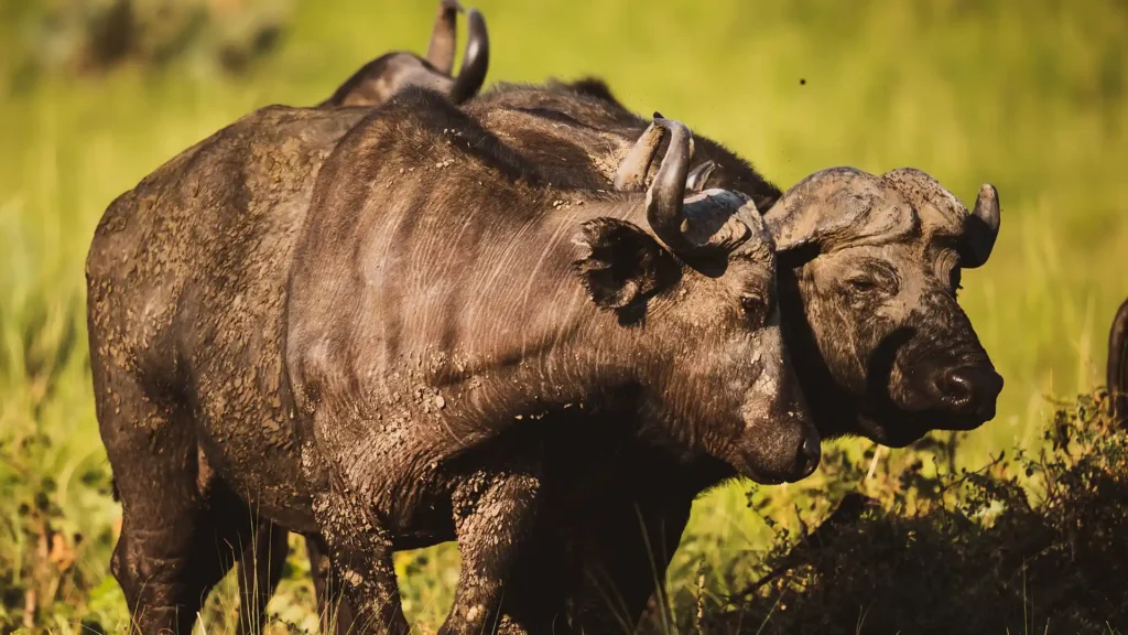 Murchison Falls National Park