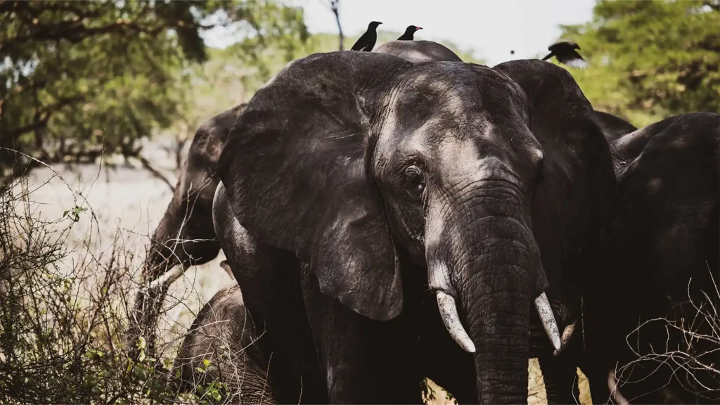 Murchison Falls National Park