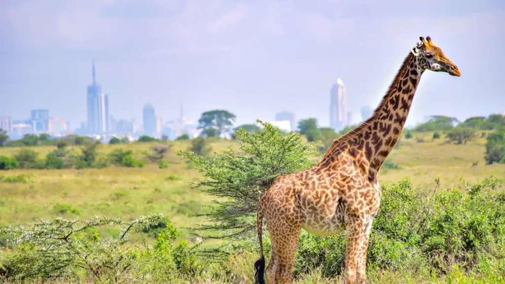 Nairobi National Park