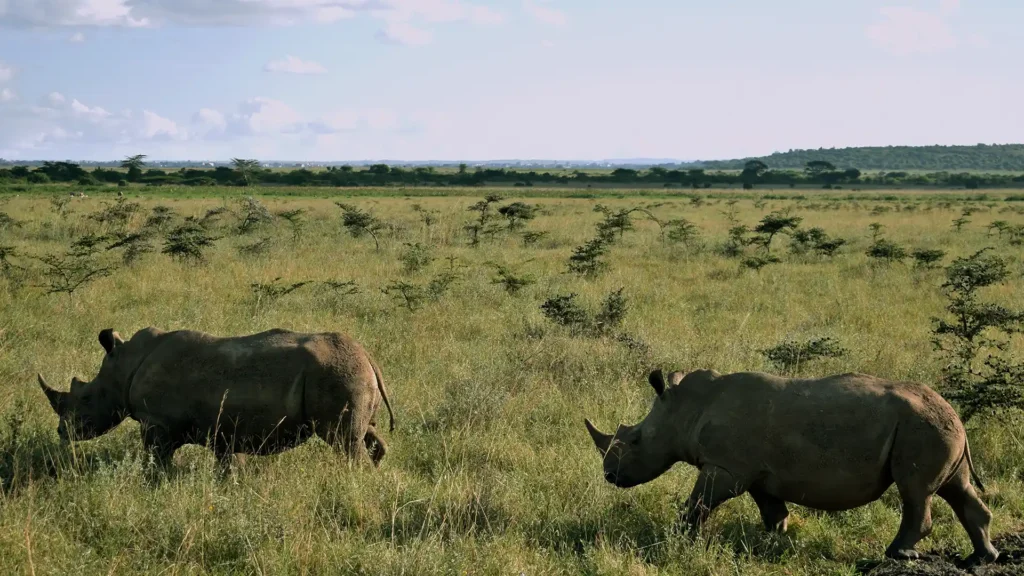 Nairobi National Park