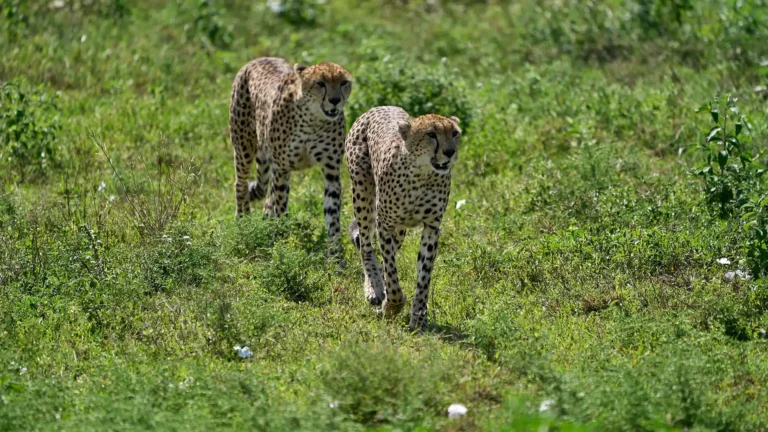 Ngorongoro Conservation