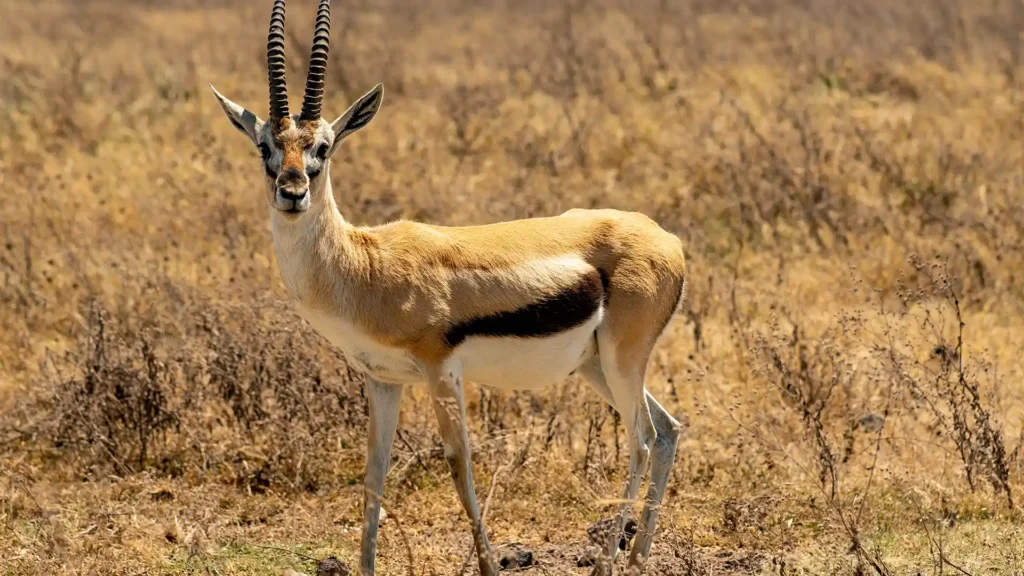 Ngorongoro Conservation