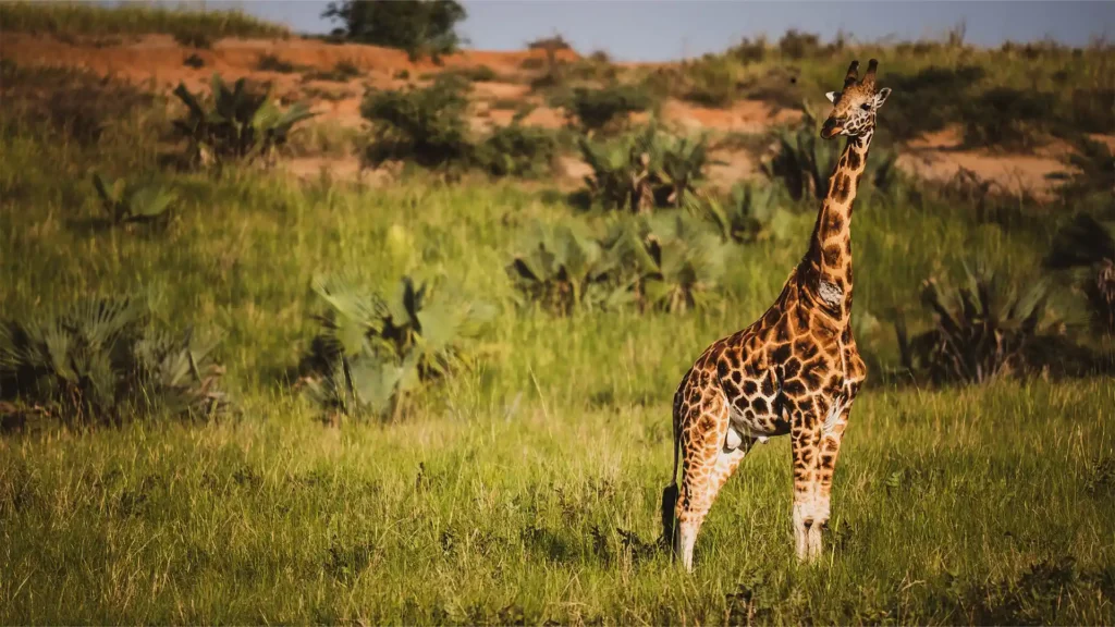 Queen Elizabeth National Park