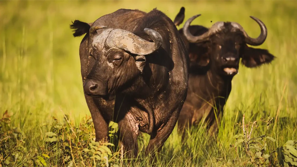 Queen Elizabeth National Park