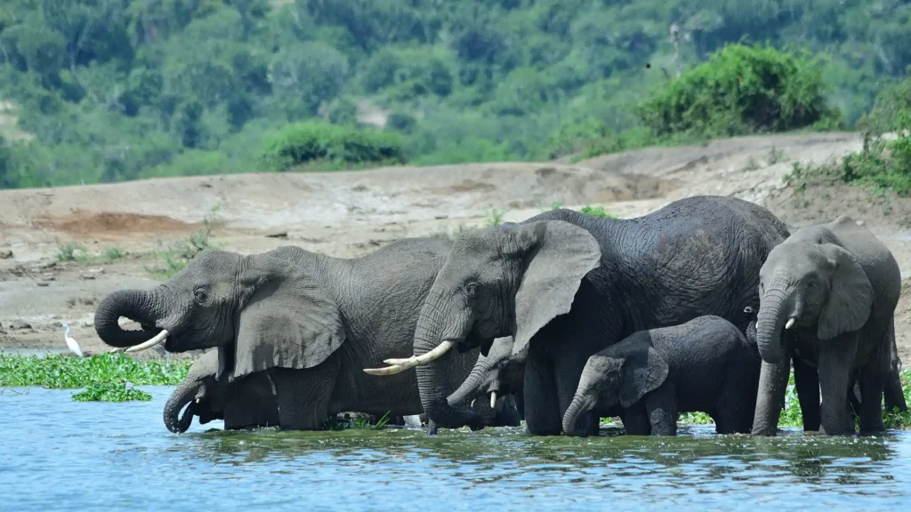 Queen elizabeth national park