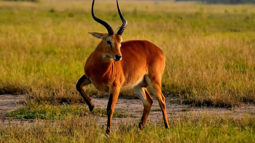 Queen Elizabeth National Park