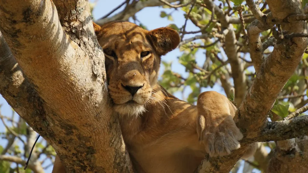 Queen Elizabeth National Park