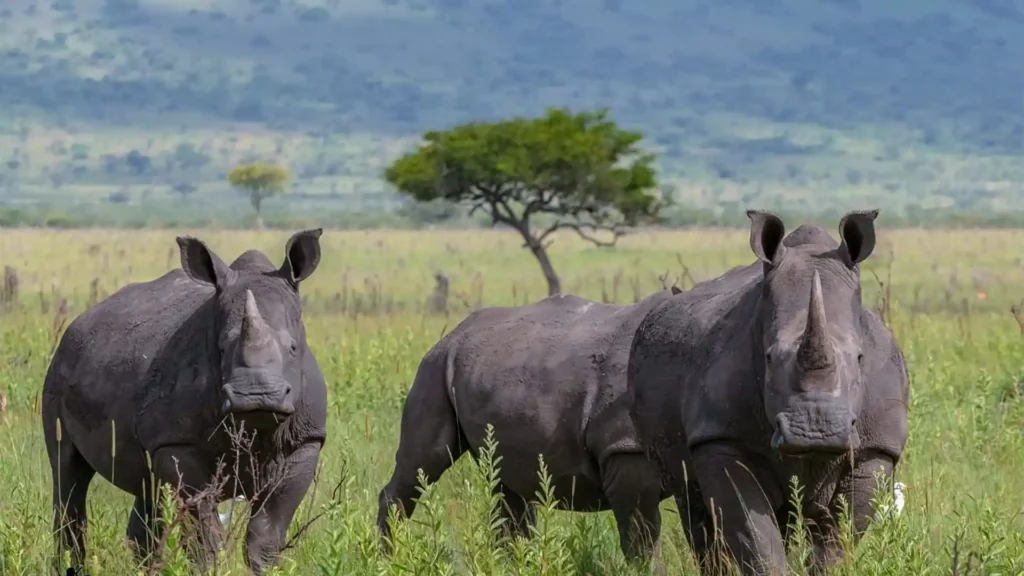 Ruma National Park