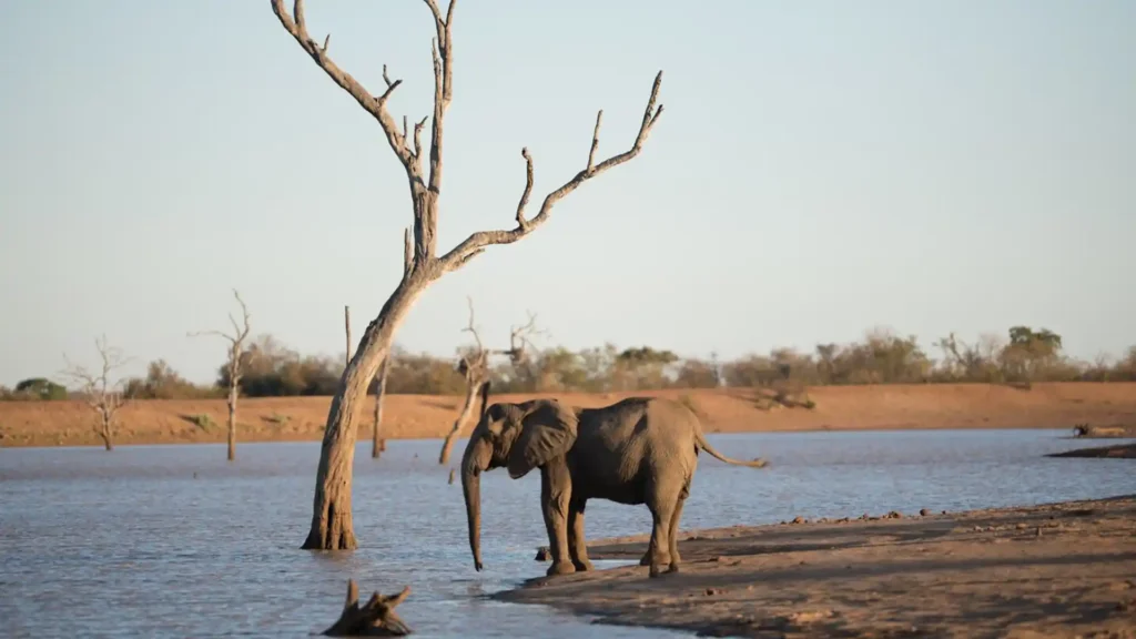 Saadani National Park