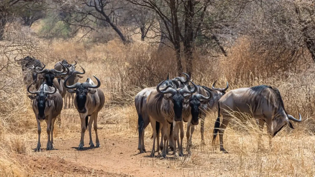 Saadani National Park