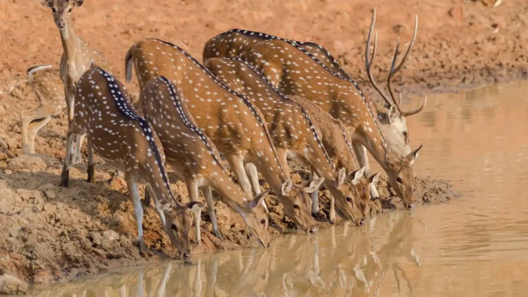 Visit Africa Saadani National Park 03