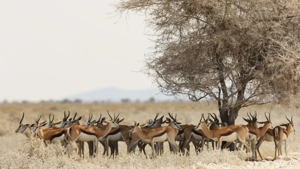 Visit Africa_Saadani National Park_04