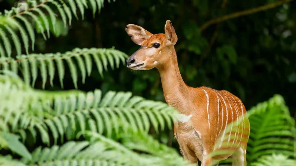 Saiwa Swamp National Park