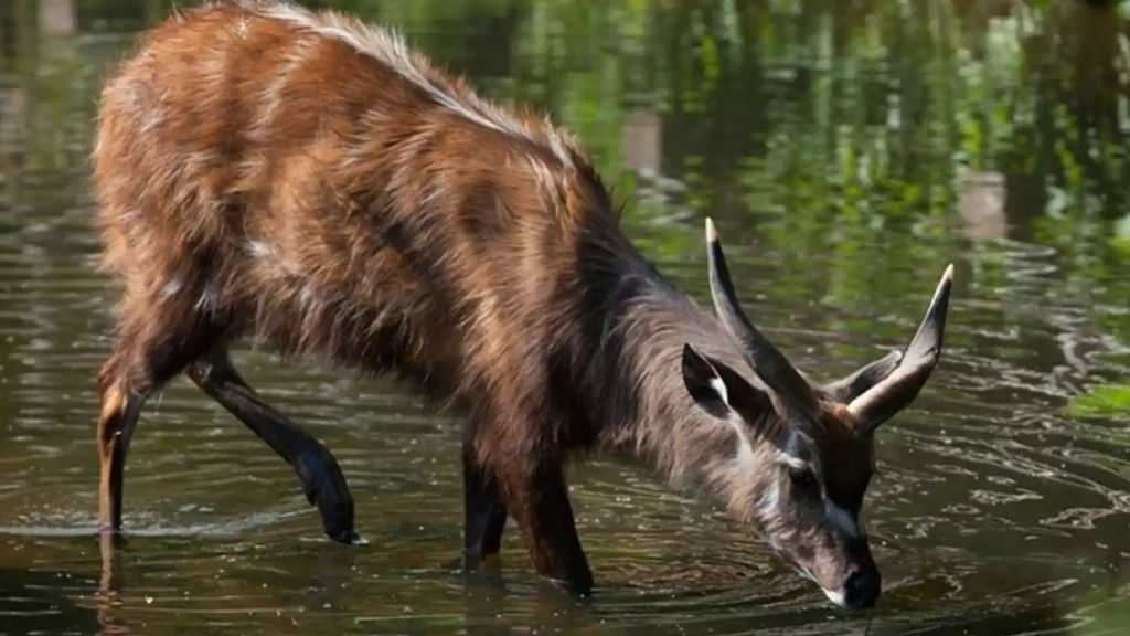 Saiwa Swamp National Park