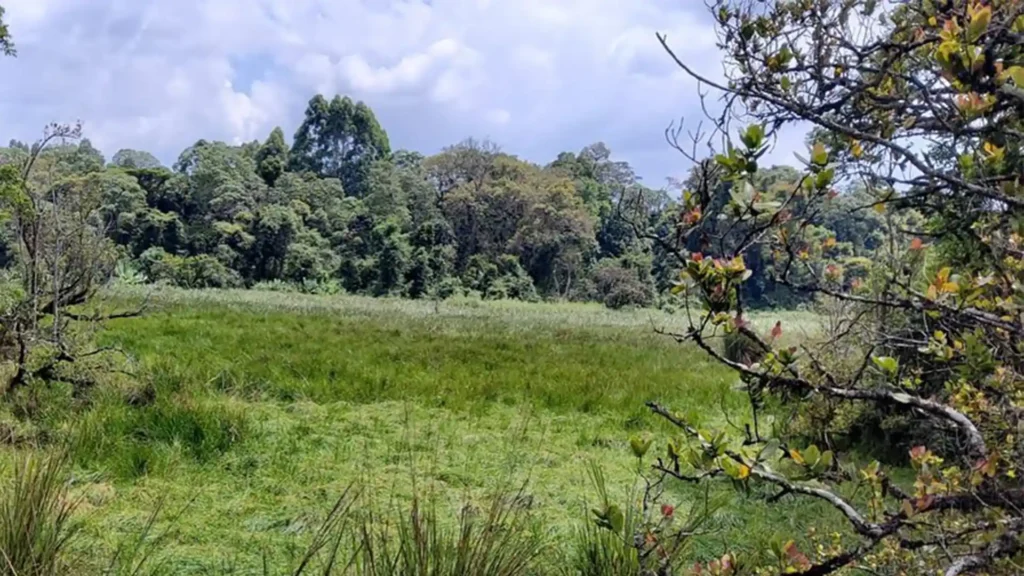 Saiwa Swamp National Park