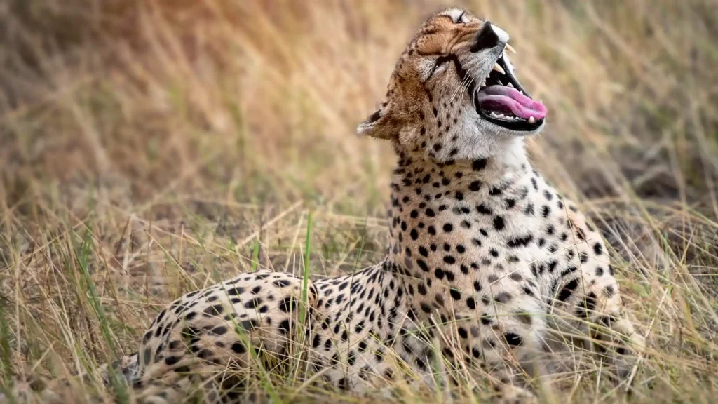 Serengeti National Park