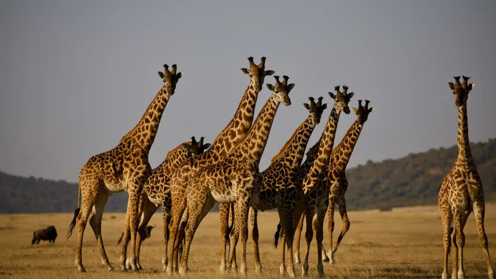 Serengeti National Park