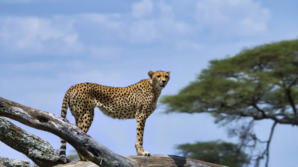 Visit Africa_Serengeti national park_06