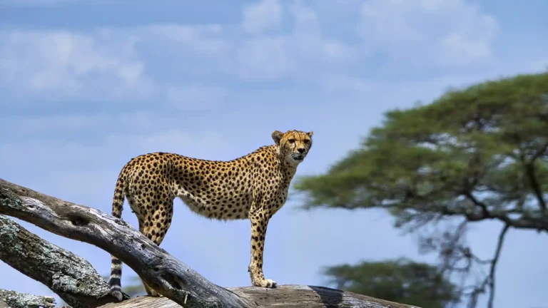 Visit Africa Serengeti national park 06