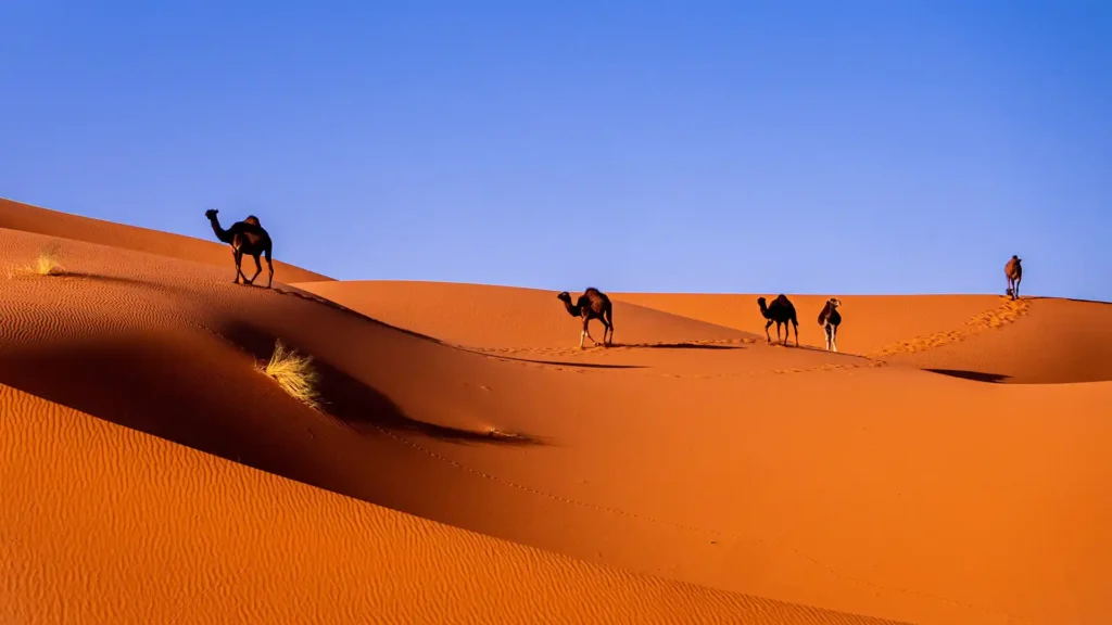 The Saharan Desert