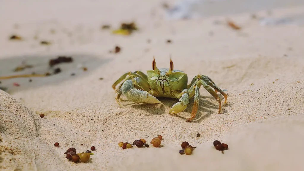 Zanzibar