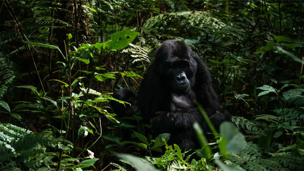 Bwindi Impenetrable National Park