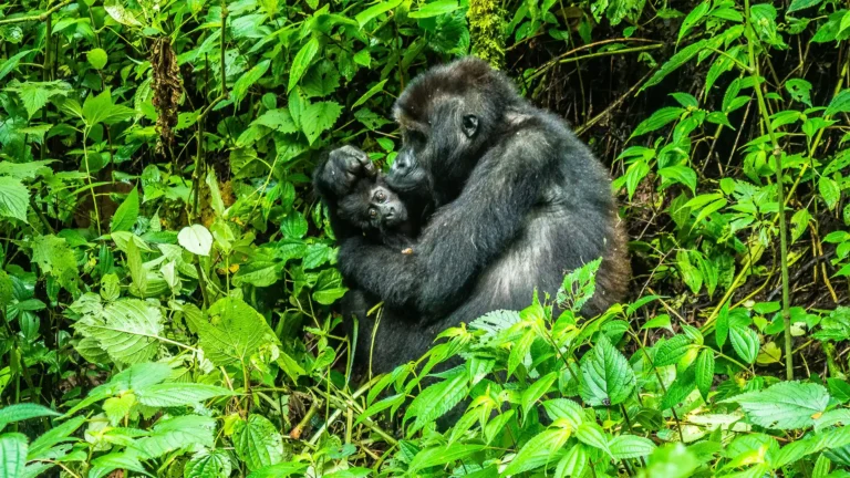 Bwindi Impenetrable national park