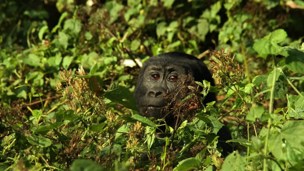 Bwindi Impenetrable National Park