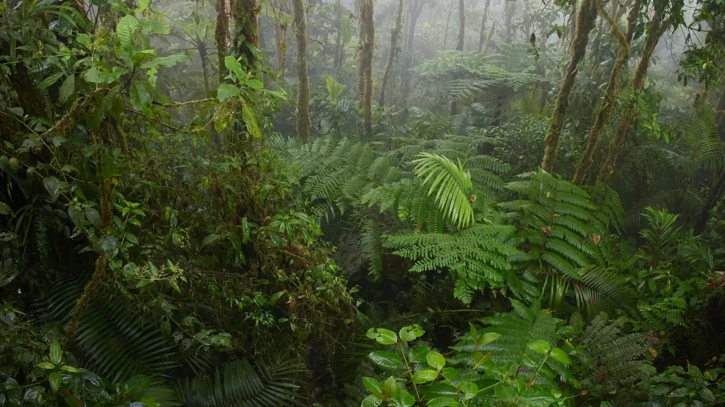 Mabira Forest