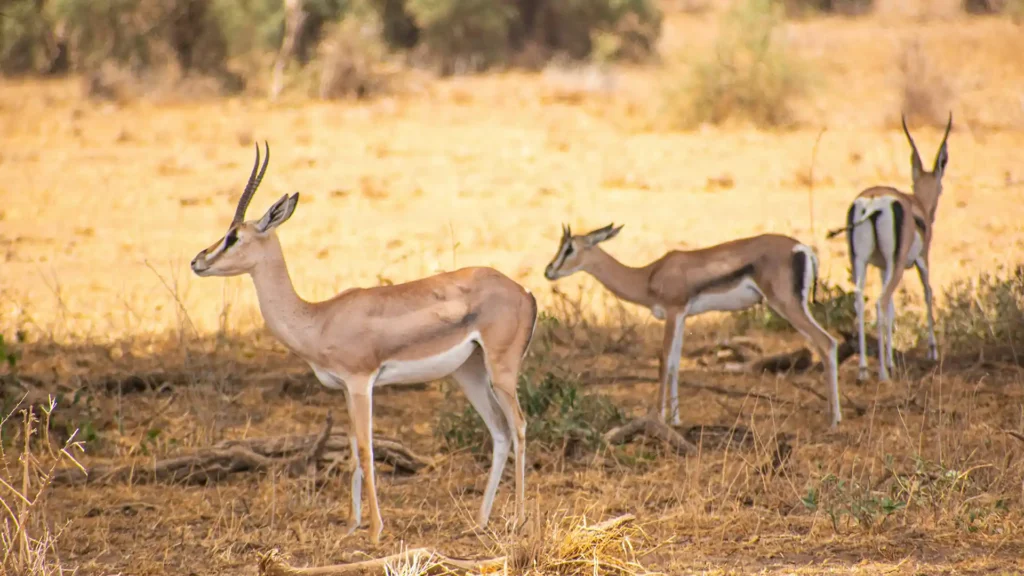 Amboseli National Park