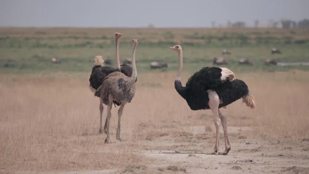 Amboseli National Park