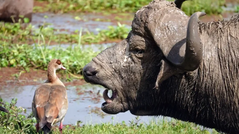 Amboseli National Park