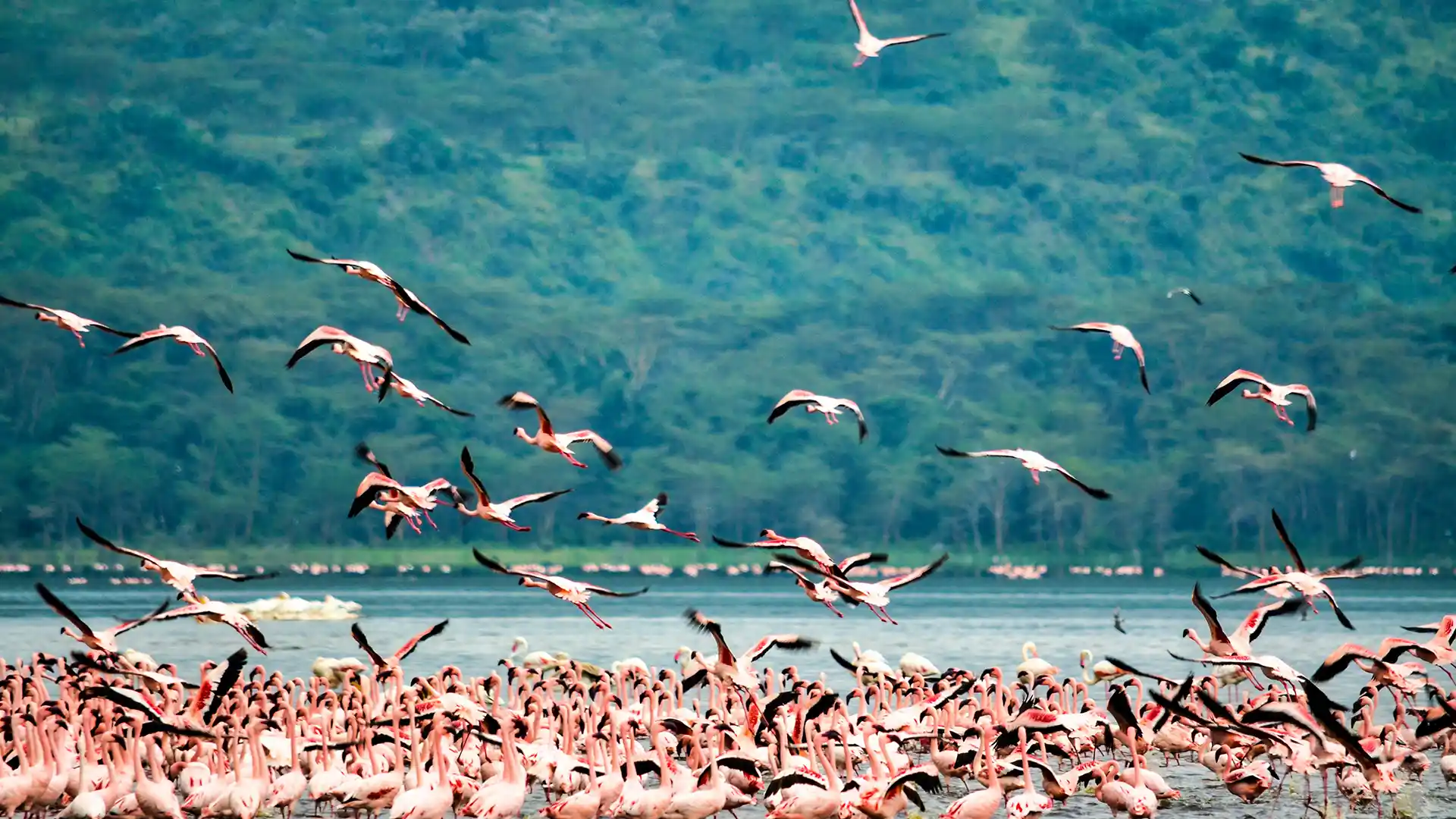 Lake Nakuru National Park