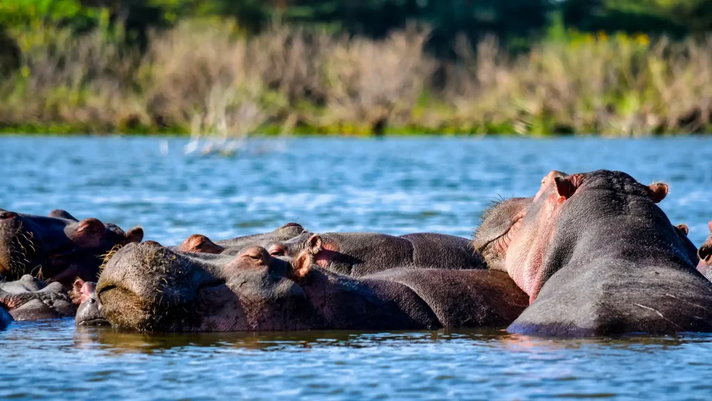 Lake Nakuru National Park