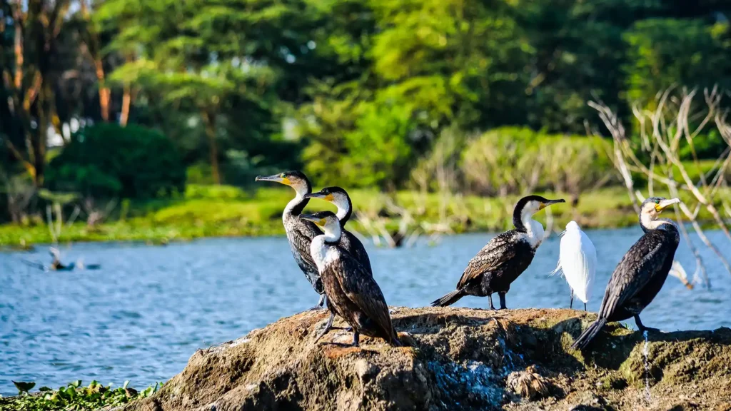 Lake Nakuru National Park