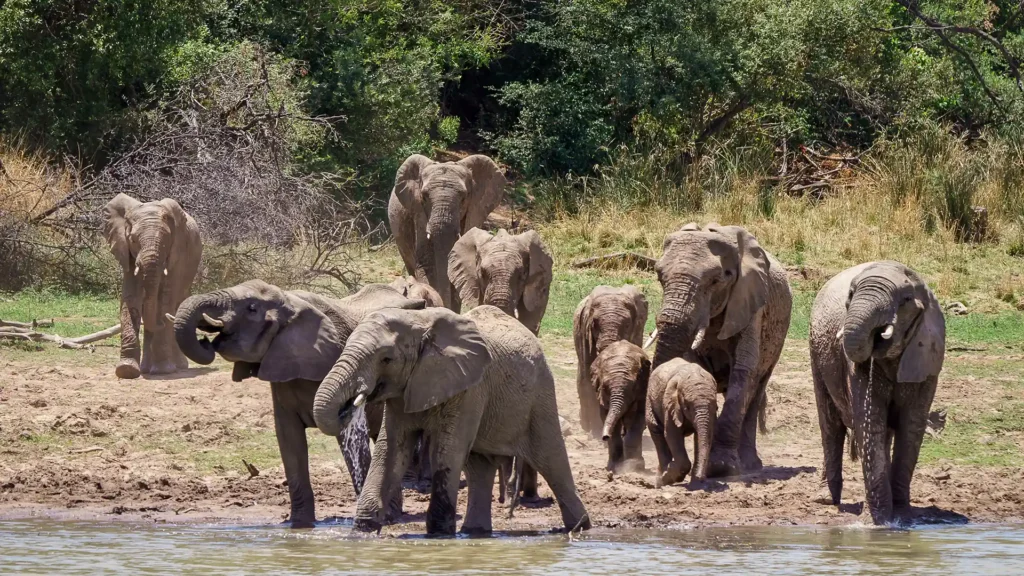 Addo Elephant National Park