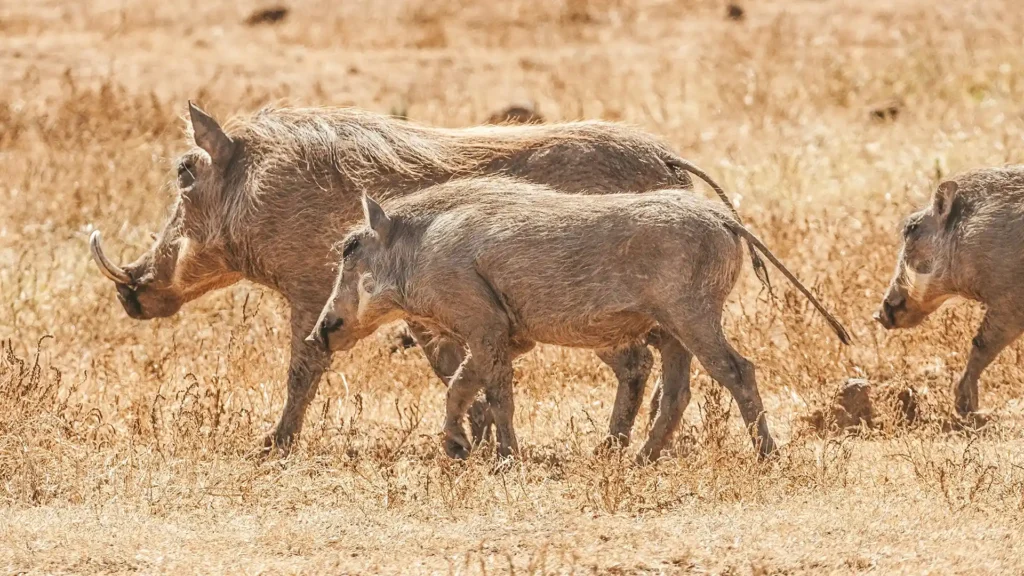 Addo Elephant National Park