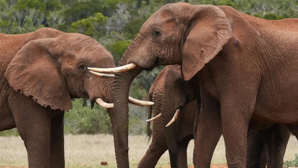 Addo Elephant National Park