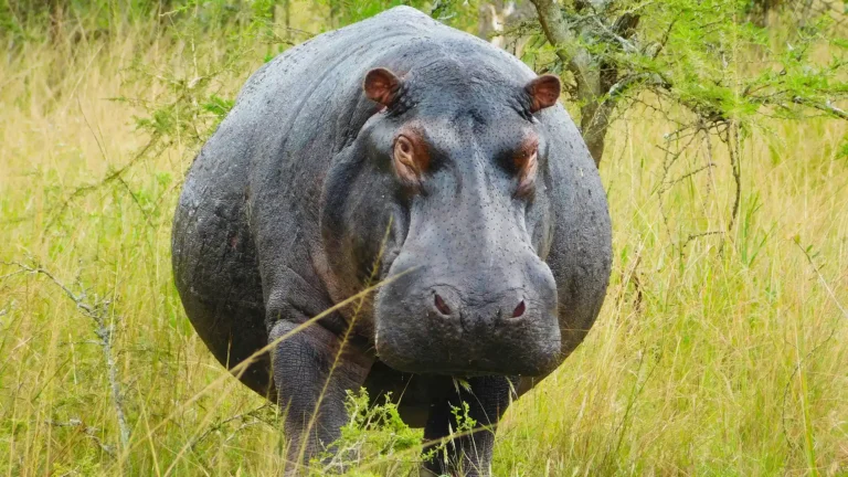 Akagera National Park