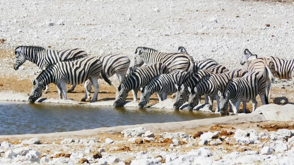 Etosha National Park