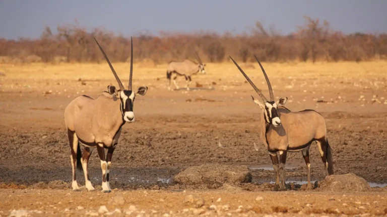 Etosha National Park