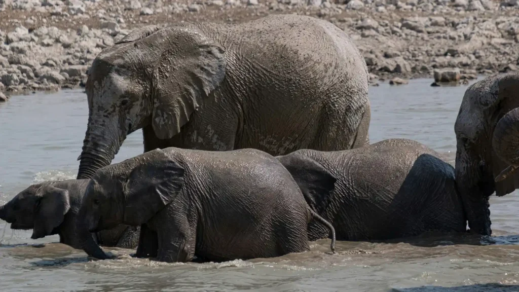 Etosha National Park