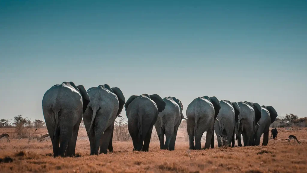 Visit Africa_Etosha National park_06