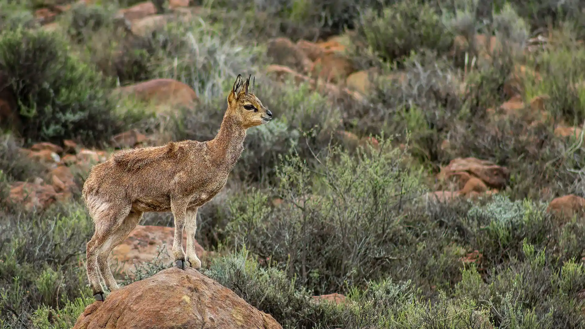 Karoo National Park