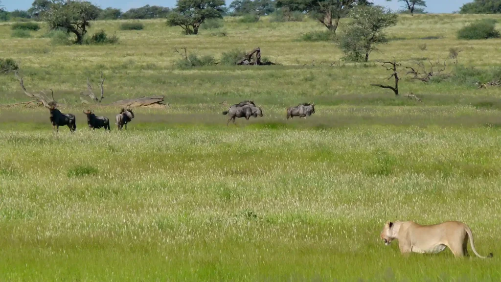 Kgalagadi Transfrontier Park